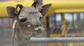 World welcomes adorable giraffe calf