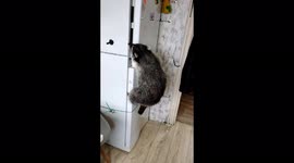 Over-eager raccoon climbs fridge in search of food