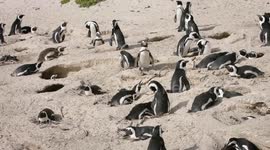 Welcome to Boulder Beach, home of adventurous African penguins