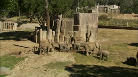 Exploring a New Exhibit For This Amazing Elephants