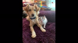 Sick kitten found abandoned in bin is taken care of by pet owner and his dog