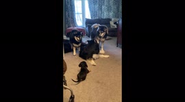 Dachshund puppy goofs around with husky and pomsky mates