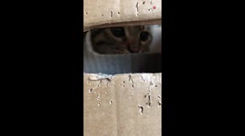 'Aggressive kitty named Poke doesn't like to get... poked! 
'