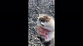 Spanish man rescues adorable kitten from recycling bin and nurses it back to health