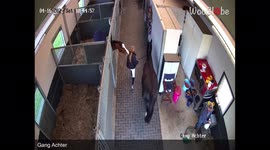 Woman gets caught in crossfire between quarreling horses