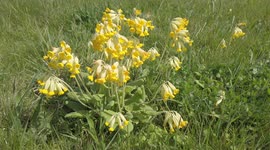 Cowslips growing on the grass verge in the smallest county in England-Rutland