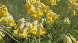 Cowslips growing on a grass verge at the side of a road in the county of Rutland, the smallest county in Great Britain