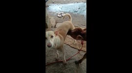 Dog comes daily to feed calf baffling villagers in southern India
