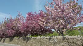 Cherry Blossom trees growing in a village in Rutland, the smallest county in England