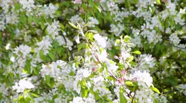 Crab Apple blossom growing on a crab apple tree in the sunshine in the market town of Oakham in Rutland, England