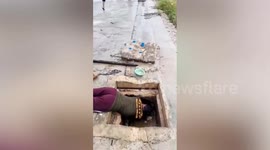 Four puppies rescued after being found trapped under sewer