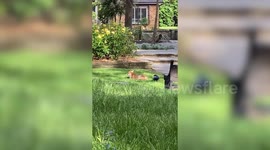 Cheeky crow annoys fox by repeatedly pecking at its bum as it enjoys the sun