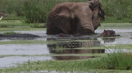 Big elephant bull shows hippos who's boss