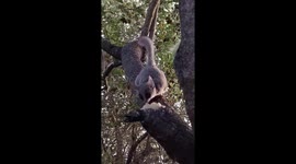 Cute bush babies munch on banana for their breakfast in South Africa
