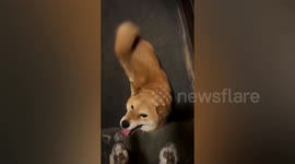Shiba Inu escapes new owner and travels 5 miles back to old home