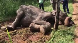 Female elephant gets electrocuted while crossing electric fence in Sri Lanka
