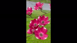 Beautiful Blossoming Dogwood Tree