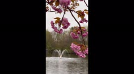 Spring Blossoms in front of a pond