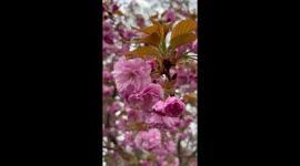 Spring Blossoms in full force in Northeast of US