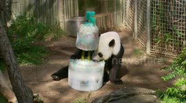 Pandas dig into icy cakes to celebrate their birthdays