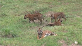 Watch these tiger cubs take first steps in their new enclosure at San Diego Zoo