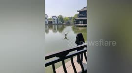 Swan runs on water to get fed by person throwing food