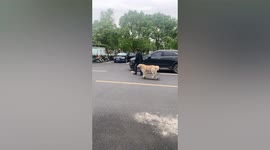 Golden retriever casually rides skateboard during walk with owner