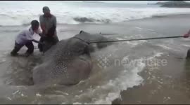 5 meter long whale shark washed up on the south coast