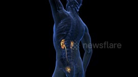 Urinary Tract Infection (UTI) - Causes, Risk Factors, Signs & Symptoms, Diagnosis & Treatment