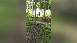 Giant sperm whale washes up dead in the Philippines raising fears of earthquake