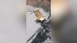 Three male frogs mount a single female as she tries to escape from pond