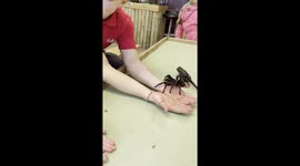'6 y/o showcases exemplary bravery by holding the THIRD LARGEST TARANTULA in the world 
'