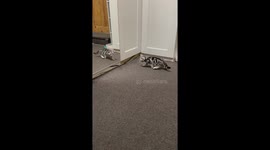 'Possessive cat attacks his own reflection in the mirror *Instant Regret*
'
