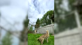Watch as this serval leaps 8 feet into the air to get her dinner