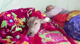 Grandmother, 75, treats abandoned calf like her own child