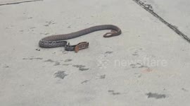 Clever rat snake pretends to die after failing to 'defeat' animal rescuer