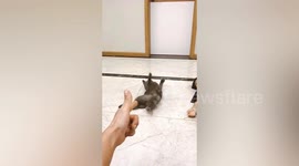 Dramatic cat mimics boy's actions by playing dead