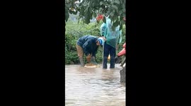 Hundreds of people poured into the street to catch fish in flood water in Vietnam