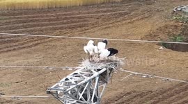 Baby Oriental Stork On The Tower In Suqian City, China