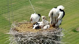 White Stork Nests On The International Biodiversity Day In Huaian, China
