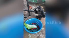 Monkeys and pig gorge on strawberries at exotic pet cafe in Myanmar