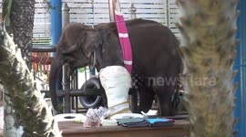 Injured elephants given huge casts at rehabilitations centre in Thailand