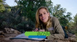 Why This Rocky Mountain Elk is So Elusive