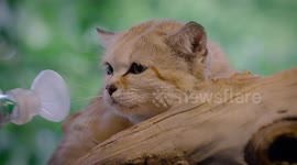Cool catnip trick gets cute Arabian sand cat with a cold to use an inhaler