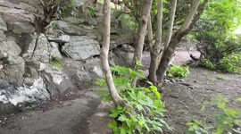 Montreal gray squirrel caring a Tele container up a tree