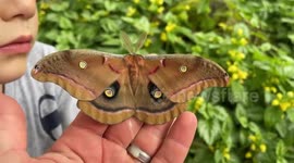 Huge polyphemus moth poops on Canadian dad‘s hand