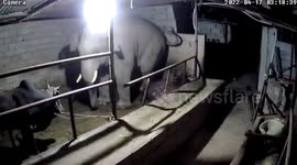 Distressing moment wild elephant breaks into farm building and kills cow