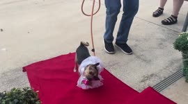 Inseparable shelter dogs get married in adorable ceremony with their own MINI CHAPEL
