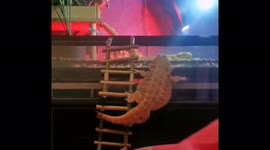Hilariously unsuccessful attempt by lizard to climb into its terrarium, in Moscow