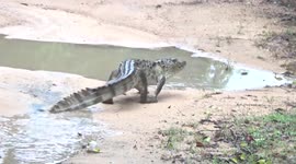 Crocodile seen lurking in puddle on road in Sri Lanka